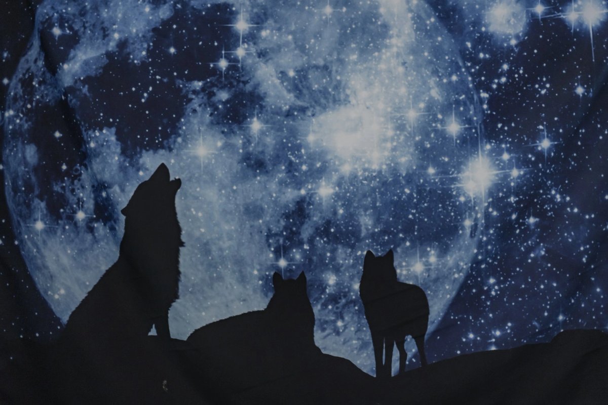 Wolf Den, photo 5